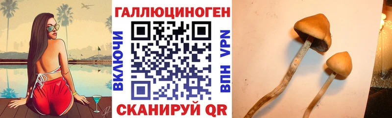 Галлюциногенные грибы Psilocybe  Купить закладки  Вихоревка 